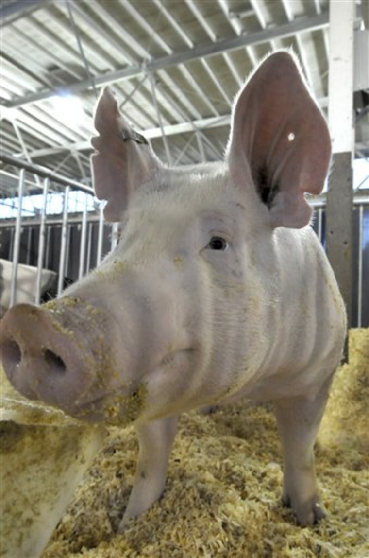 A hog rests in its pen after being shown at the World Pork Expo, Thursday June 10, 2010, at the Iowa State Fairgrounds in Des Moines, Iowa. (AP Photo/Steve Pope)